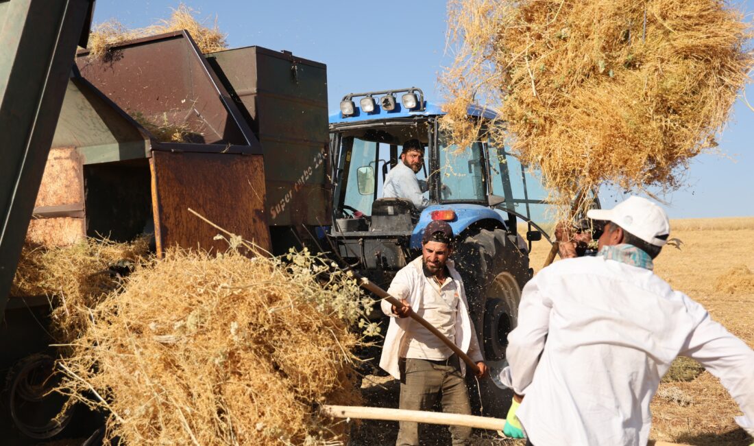 Diyarbakır'ın Silvan ilçesinde çiftçi, hissedilen yüksek sıcaklığa rağmen hasat yapıyor.