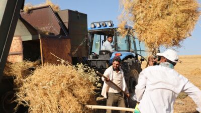 Diyarbakır'ın Silvan ilçesinde çiftçi, hissedilen yüksek sıcaklığa rağmen hasat yapıyor.