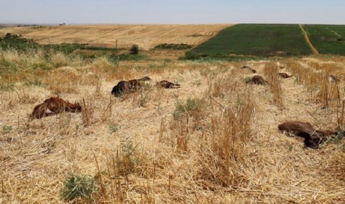 Diyarbakır’ın Çınar ilçesinde 61 küçükbaş hayvanın su kanalına karışan tarım