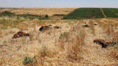 Diyarbakır’ın Çınar ilçesinde 61 küçükbaş hayvanın su kanalına karışan tarım