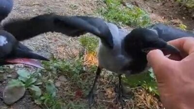 Diyarbakır'ın Silvan ilçesinde yaşayan İhsan Cesur, Batman'ın Sason ilçesinden getirdiği