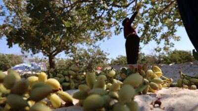 Diyarbakır'ın Çınar ilçesinde kavurucu sıcak altında işçilerin fıstık hasadı mesaisi