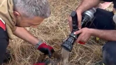 Diyarbakır'ın Lice ilçesinde alevler arasında kalan kaplumbağa, itfaiye ekiplerince kurtarılarak