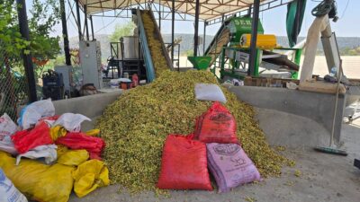 Diyarbakır’ın Çermik ilçesinde fıstık hasadına başlandı.