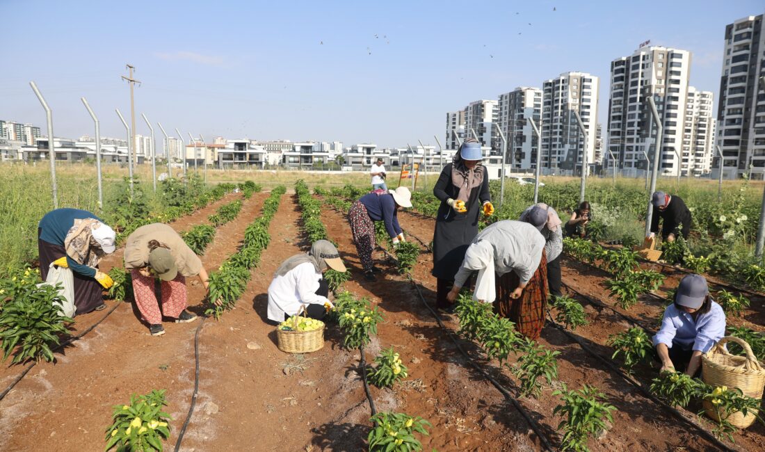 Diyarbakır Büyükşehir Belediyesi tarafından kadın ekonomisini güçlendirmek, yerel tohumları yaşatmak