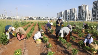 Diyarbakır Büyükşehir Belediyesi tarafından kadın ekonomisini güçlendirmek, yerel tohumları yaşatmak