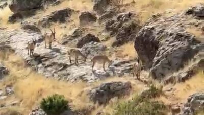 Diyarbakır'ın Çermik ilçesinde bulunan Gelincik Dağı'nda sürü halinde gezen dağ