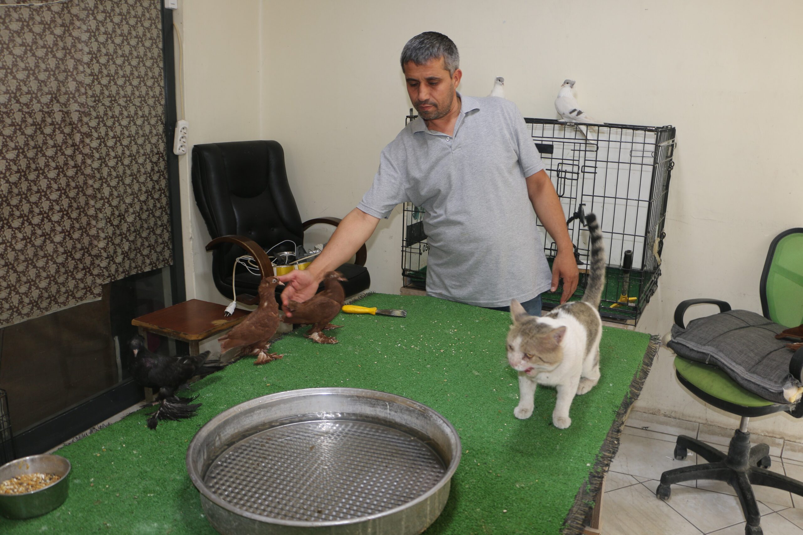 Diyarbakır’da Milyonluk güvercinleri 'azılı düşmanları' koruyor