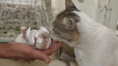 Diyarbakır'da güvercin otelinde yaşayan "Bulut" isimli kedi, alışılmışın aksine et