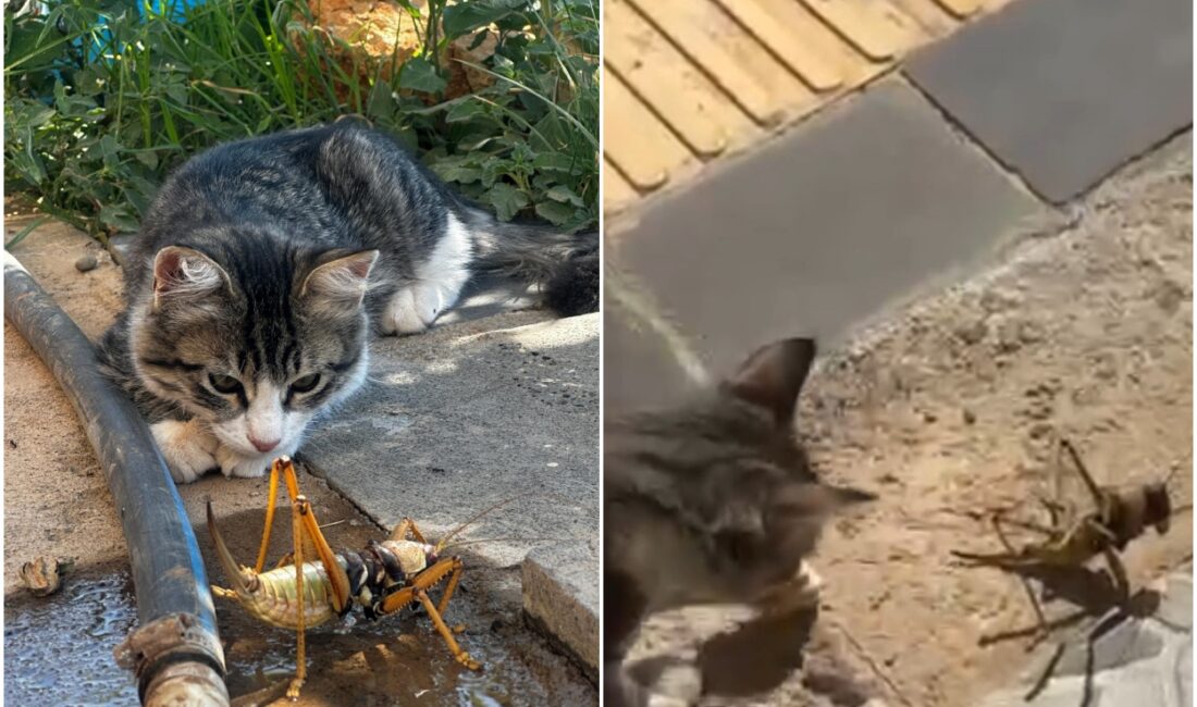 Diyarbakır’ın Dicle ilçesinde bir kedi, gördüğü dev etçil çekirgeyle fareyle