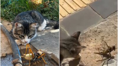 Diyarbakır’ın Dicle ilçesinde bir kedi, gördüğü dev etçil çekirgeyle fareyle