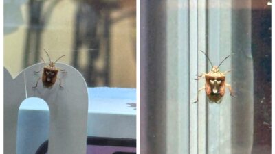 Diyarbakır'da bir telefoncu tarafından fotoğraflanan kahverengi kokarca böceğinin sırtındaki desenler,