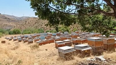 Diyarbakır’ın birçok kırsal bölgesinde yeni sezonun bal üretimi yapılmaya başlandı.
