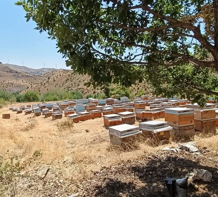 Diyarbakır’ın birçok kırsal bölgesinde yeni sezonun bal üretimi yapılmaya başlandı.