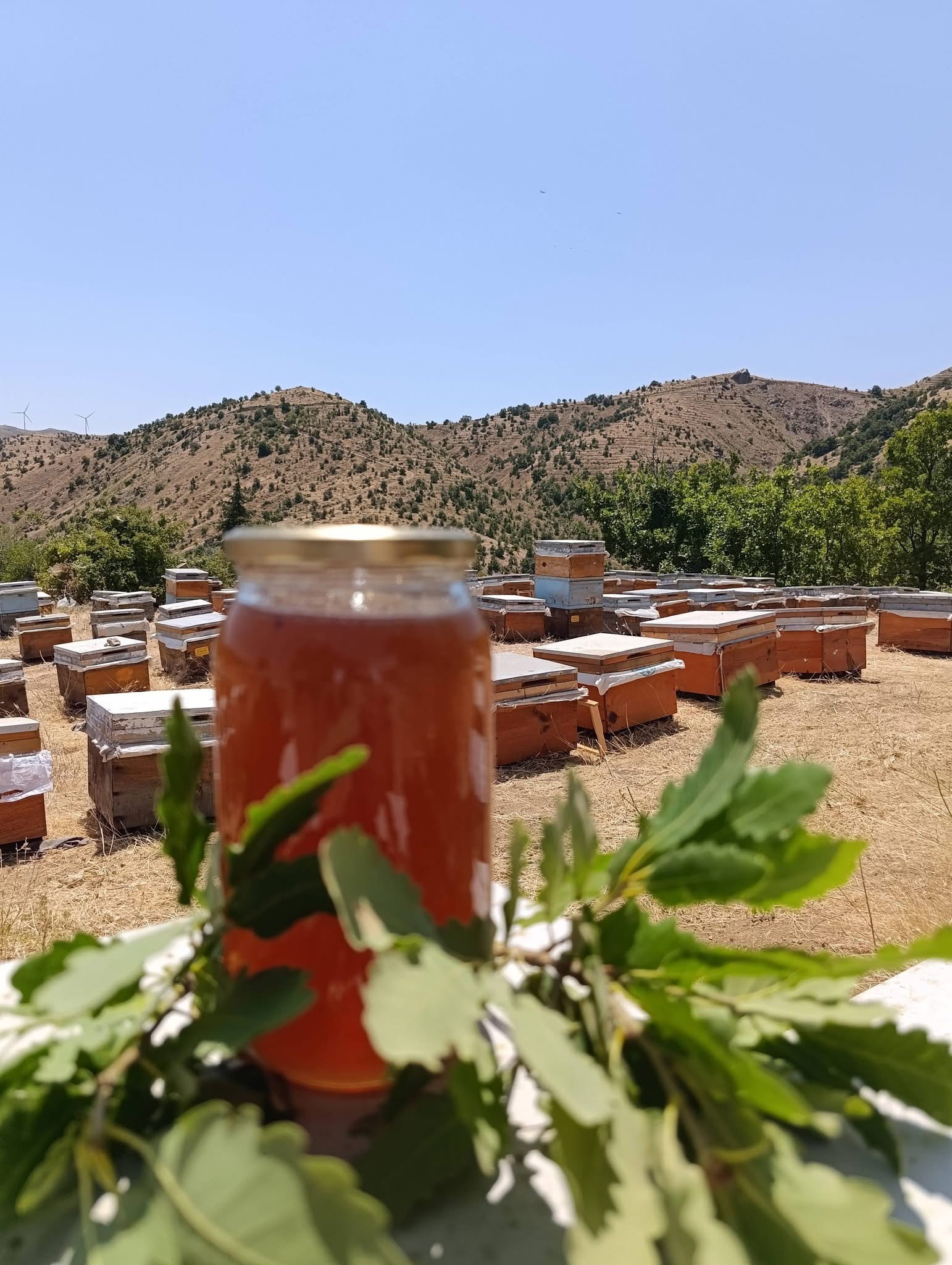 Diyarbakır’da bal sağımı başladı