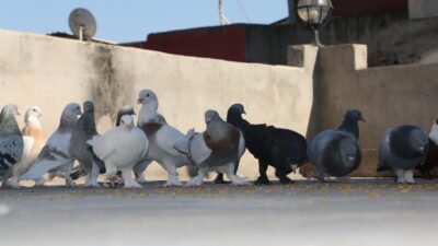 Türkiye'de ilk olma özelliği taşıyan güvercin oteli, 12 Ocak 2026