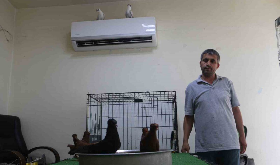 Diyarbakır’da güvercin otelde bulunan binlerce lira değerindeki cins güvercinler, "klimalı"