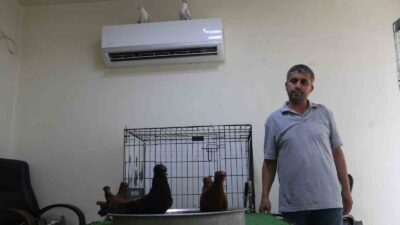 Diyarbakır’da güvercin otelde bulunan binlerce lira değerindeki cins güvercinler, "klimalı"