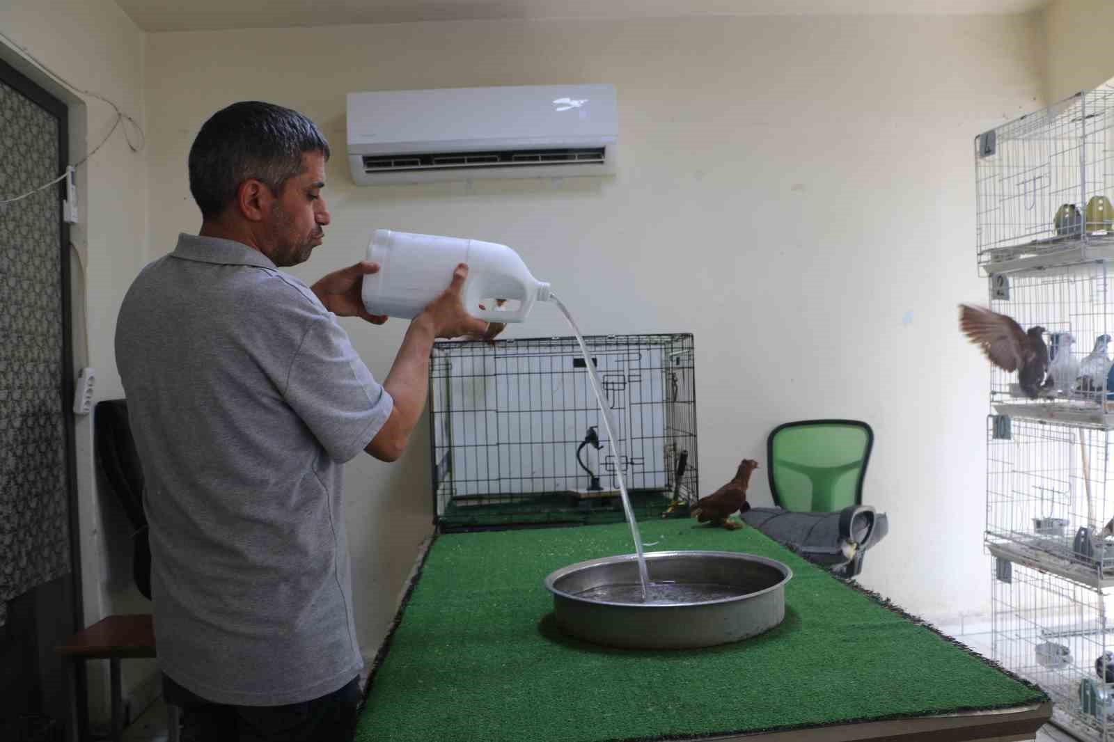 Diyarbakır’da kavurucu sıcakta binlerce liralık güvercinlere "klimalı" ve "havuzlu" konfor