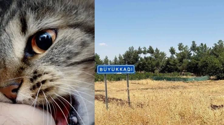 Diyarbakır’da kedi ısırığı sonrası kuduz alarmı: Uzmanlardan kritik uyarı