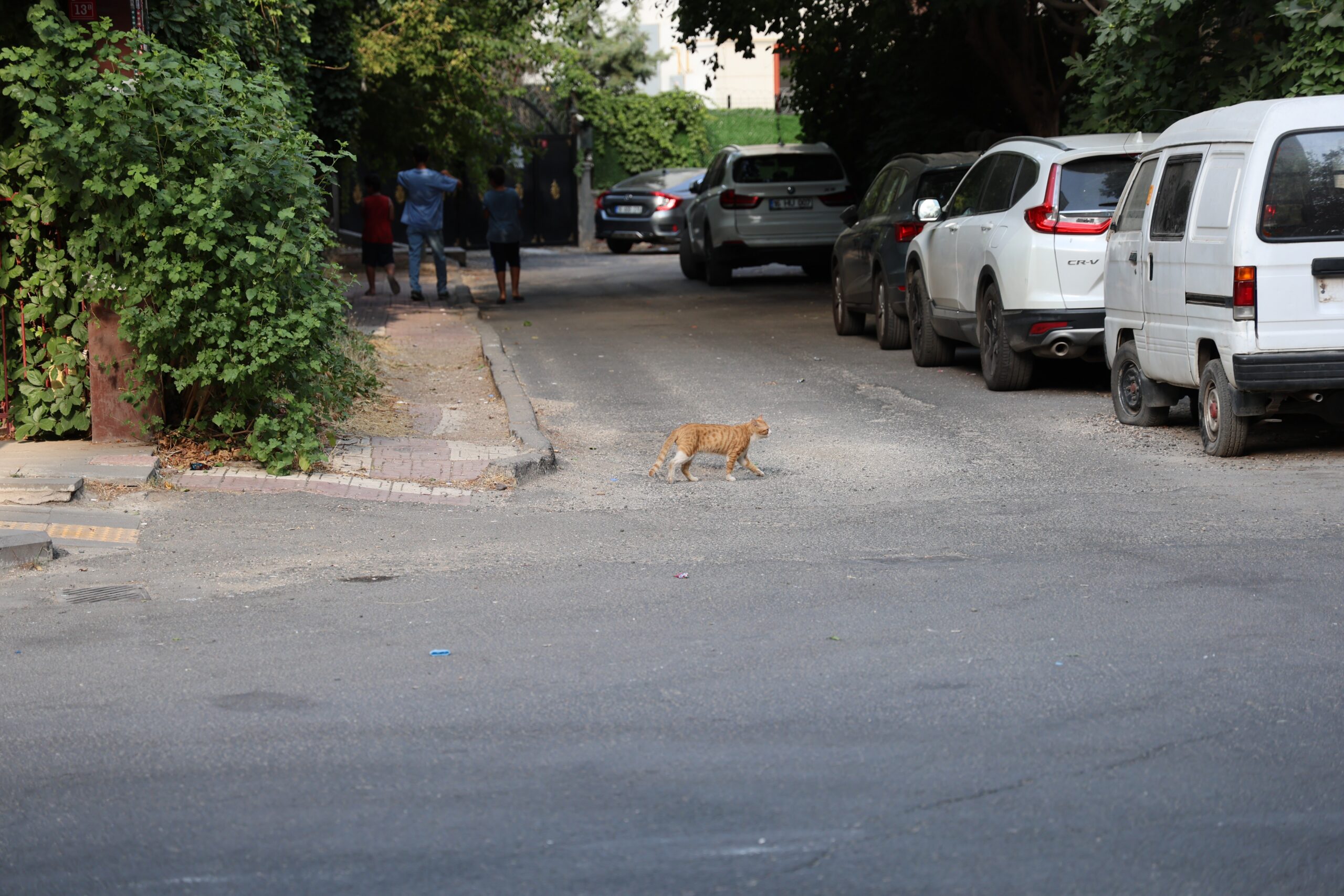 Diyarbakır'da uzmanından kritik kuduz uyarısı: Kedi tırmalamasıyla da bulaşabilir
