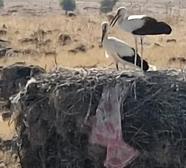 Diyarbakır'ın Ergani ilçesinde ayağı yuvasındaki bez parçasına takılan leylek enerji