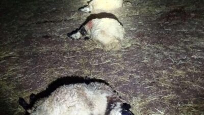 Diyarbakır'ın Bağlar ilçesinde yıldırım düşmesi sonucu 21 koyun telef oldu.