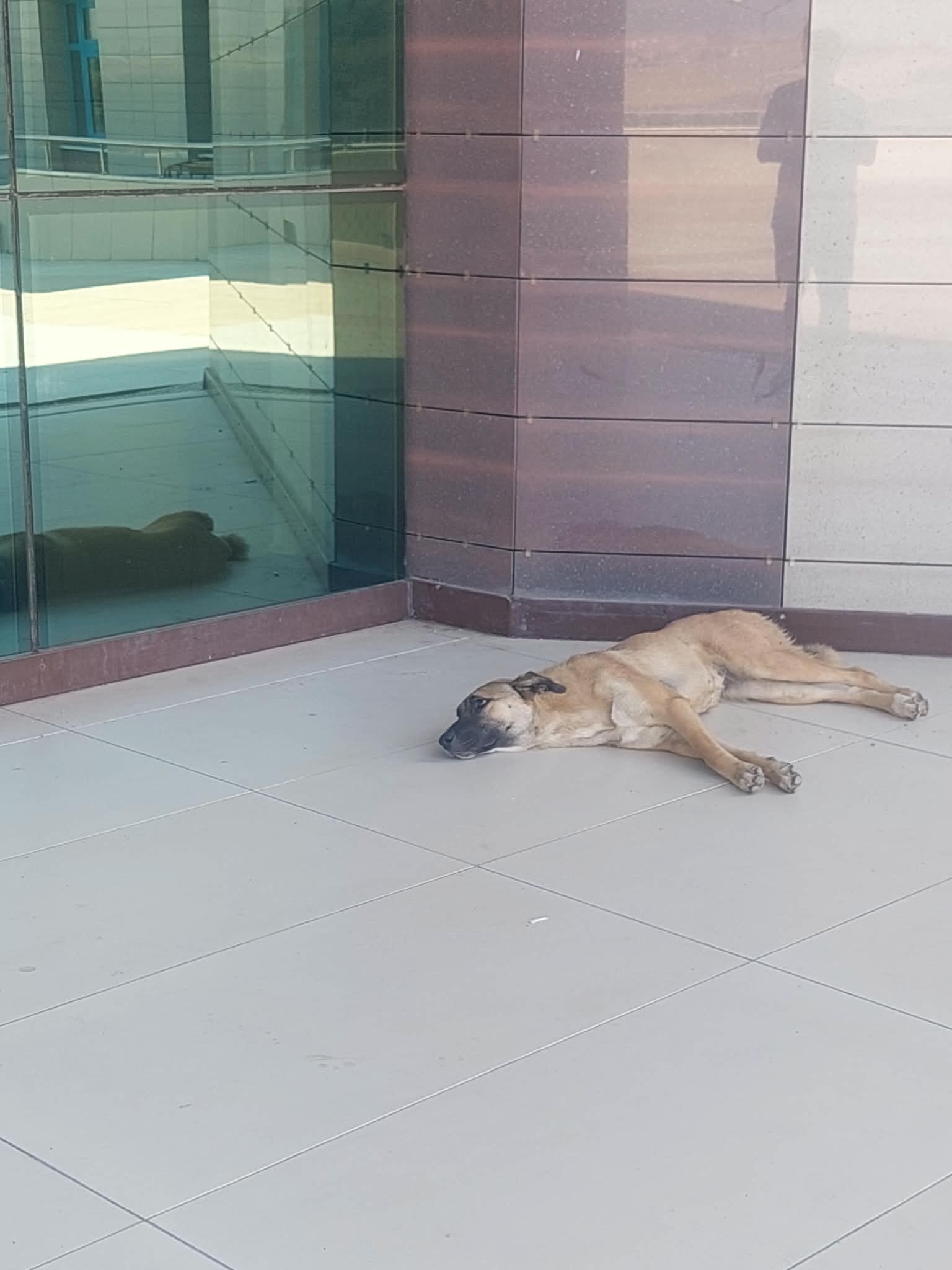 Kalp Hastanesinde Hijyen ve Güvenlik Alarmı: "Önlem Alınması İçin Köpek Isırması Mı Bekleniyor?"