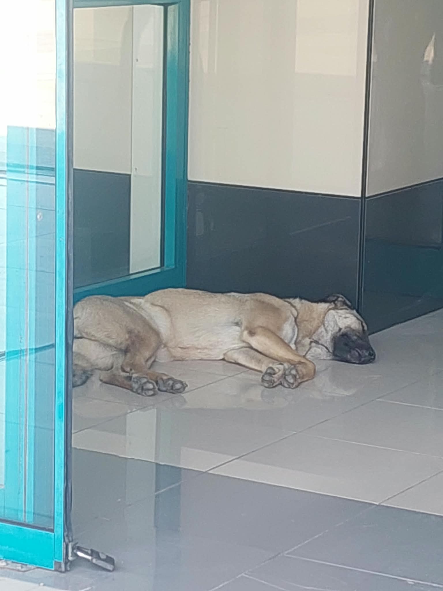 Kalp Hastanesinde Hijyen ve Güvenlik Alarmı: "Önlem Alınması İçin Köpek Isırması Mı Bekleniyor?"