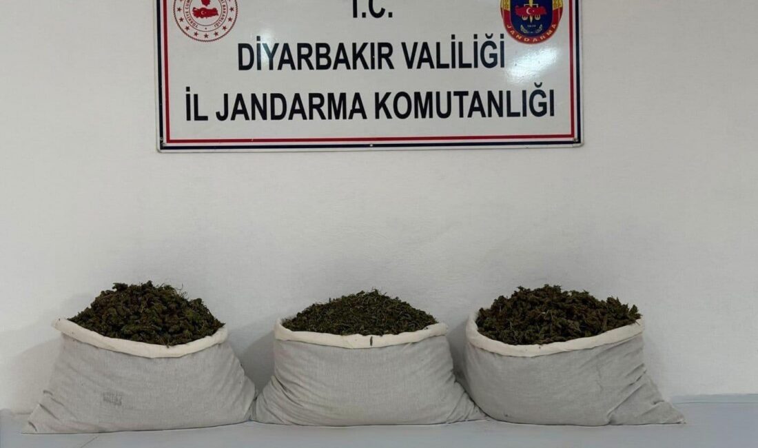  Diyarbakır'da jandarma ekiplerince düzenlenen operasyonlarda 253 bin 752 kök