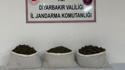  Diyarbakır'da jandarma ekiplerince düzenlenen operasyonlarda 253 bin 752 kök