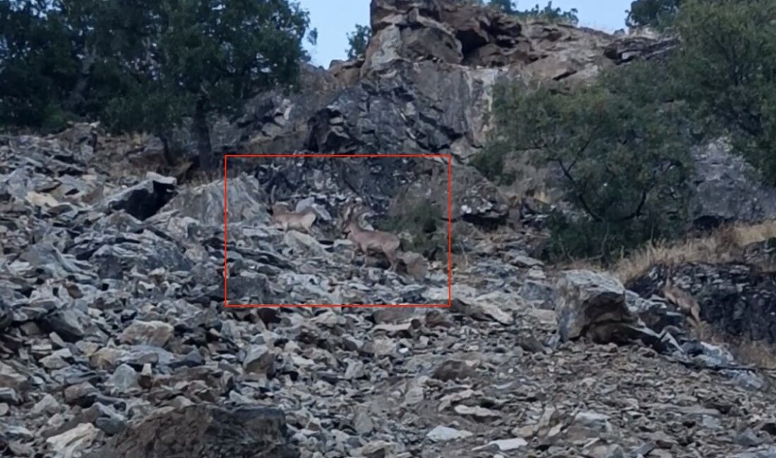 Diyarbakır'ın Çüngüş ilçesinde nesli koruma altında olan dağ keçileri görüntülendi.