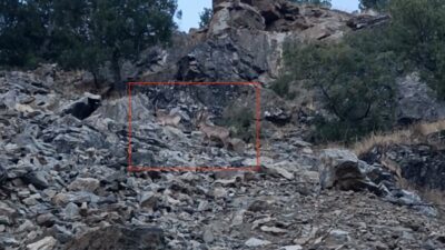 Diyarbakır'ın Çüngüş ilçesinde nesli koruma altında olan dağ keçileri görüntülendi.