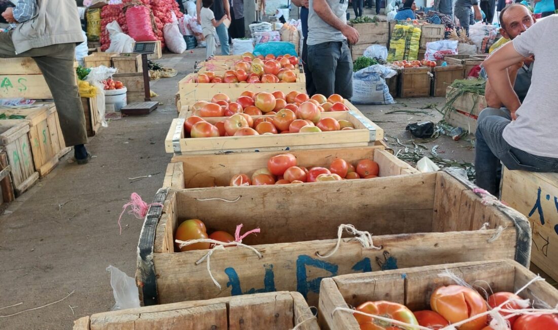 Diyarbakır’ın Çüngüş ilçesi Atalar Mahallesi'nde ata tohumu domates hasadı başladı.
