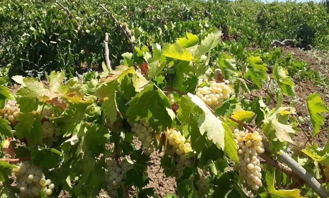 Üzüm üretimi ile meşhur Diyarbakır’ın Çüngüş ilçesinde hasat başladı.
