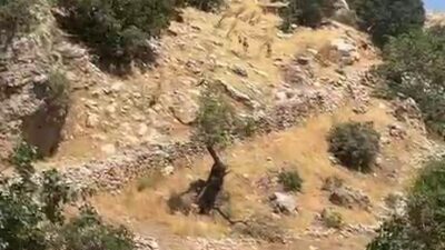 Diyarbakır’ın Çermik ilçesinde, nesli tükenme tehlikesi altında olan yaban keçileri
