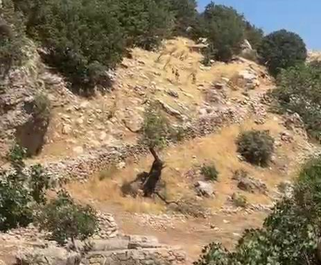 Diyarbakır’ın Çermik ilçesinde, nesli tükenme tehlikesi altında olan yaban keçileri