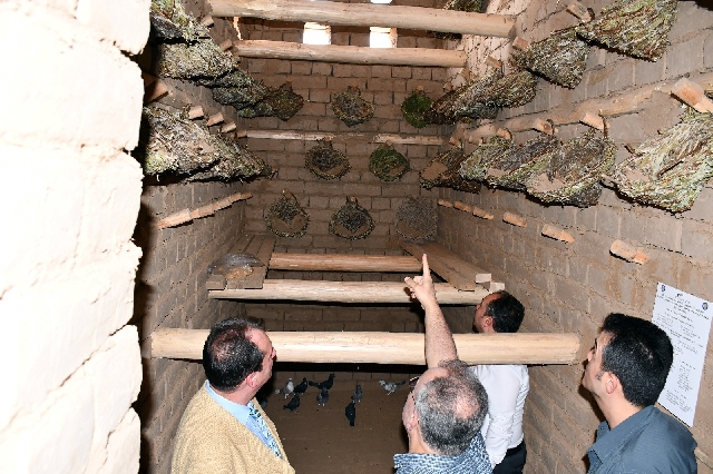 Dicle Üniversitesi’nde geleneksel güvercin evi açıldı