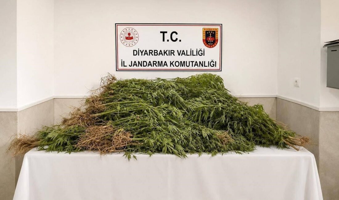 Diyarbakır'da düzenlenen operasyonlarda 144 bin 398 kök kenevir ve 5.3