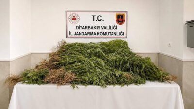 Diyarbakır'da düzenlenen operasyonlarda 144 bin 398 kök kenevir ve 5.3