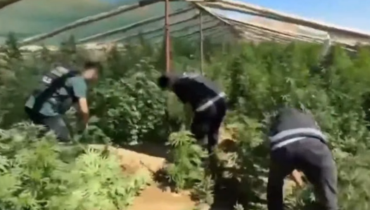 Diyarbakır'ın Ergani ilçesinde yapılan operasyonda yaklaşık 1 ton skunk/esrar maddesi
