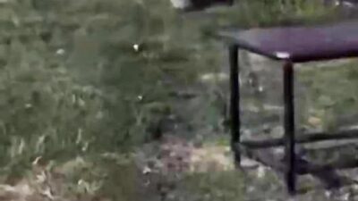 Diyarbakır'da Dicle Nehri kıyısında nesli tükenme tehlikesi altında bulunan su