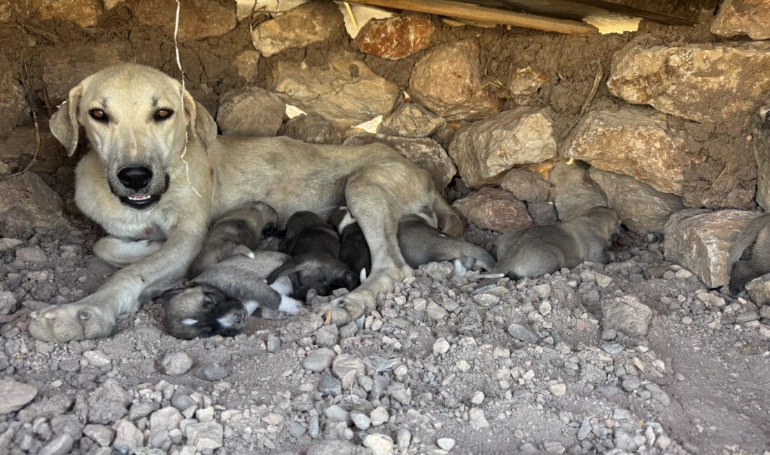 Diyarbakır'ın Sur ilçesinde kayaların arasına sıkışan yavru köpekler, duyarlı vatandaş