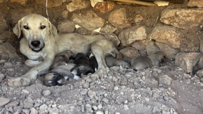 Diyarbakır'ın Sur ilçesinde kayaların arasına sıkışan yavru köpekler, duyarlı vatandaş