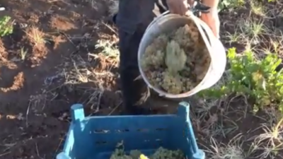Diyarbakır’ın Silvan ilçesine bağlı Karahacı (Hecîreş)  köyünde bağ bozumu