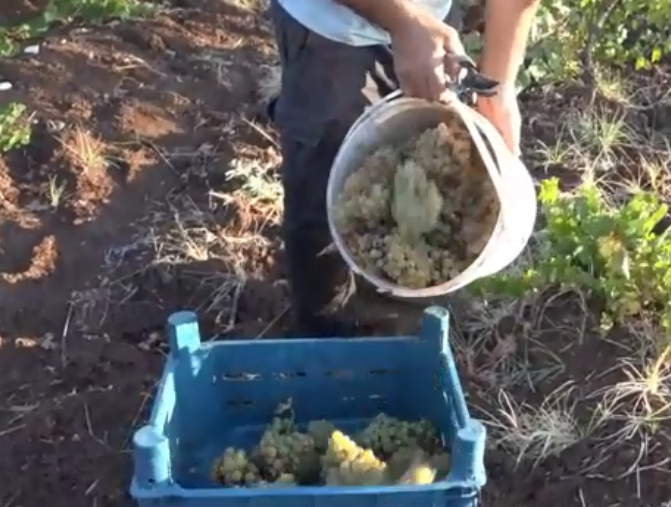 Diyarbakır’ın Silvan ilçesine bağlı Karahacı (Hecîreş)  köyünde bağ bozumu