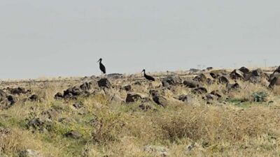 Soğuk havalar etkisini gösterdiği Diyarbakır'da leyleklerin de göçü başladı. Göç