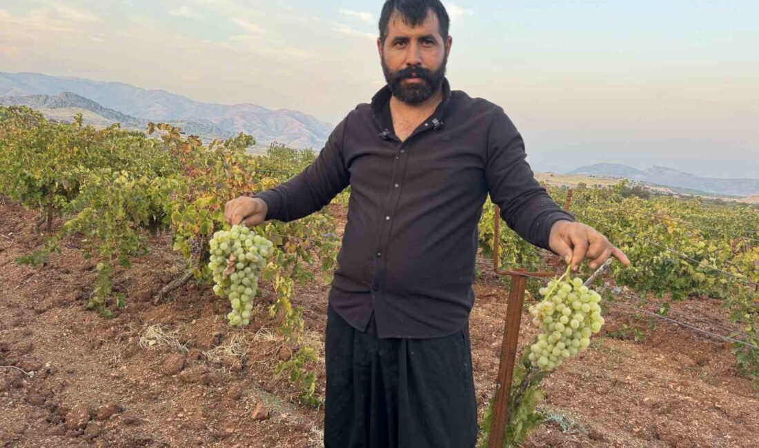 Üzümüyle meşhur Diyarbakır’ın Çermik ilçesinde hasat başladı. Binlerce dönüm üzüm