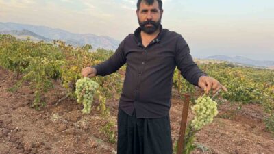 Üzümüyle meşhur Diyarbakır’ın Çermik ilçesinde hasat başladı. Binlerce dönüm üzüm