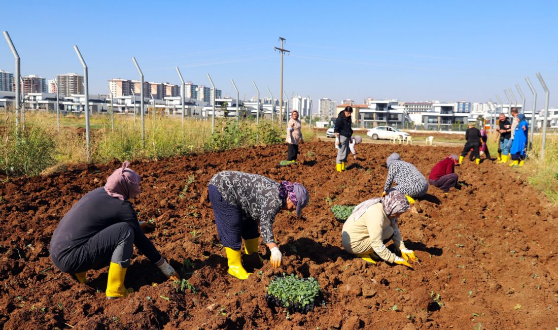 Diyarbakır Büyükşehir Belediyesinin Kadın Komün Kent Bostanı’nda yazlık ürünlerin ardından